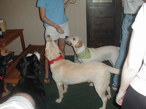 dog_party_2